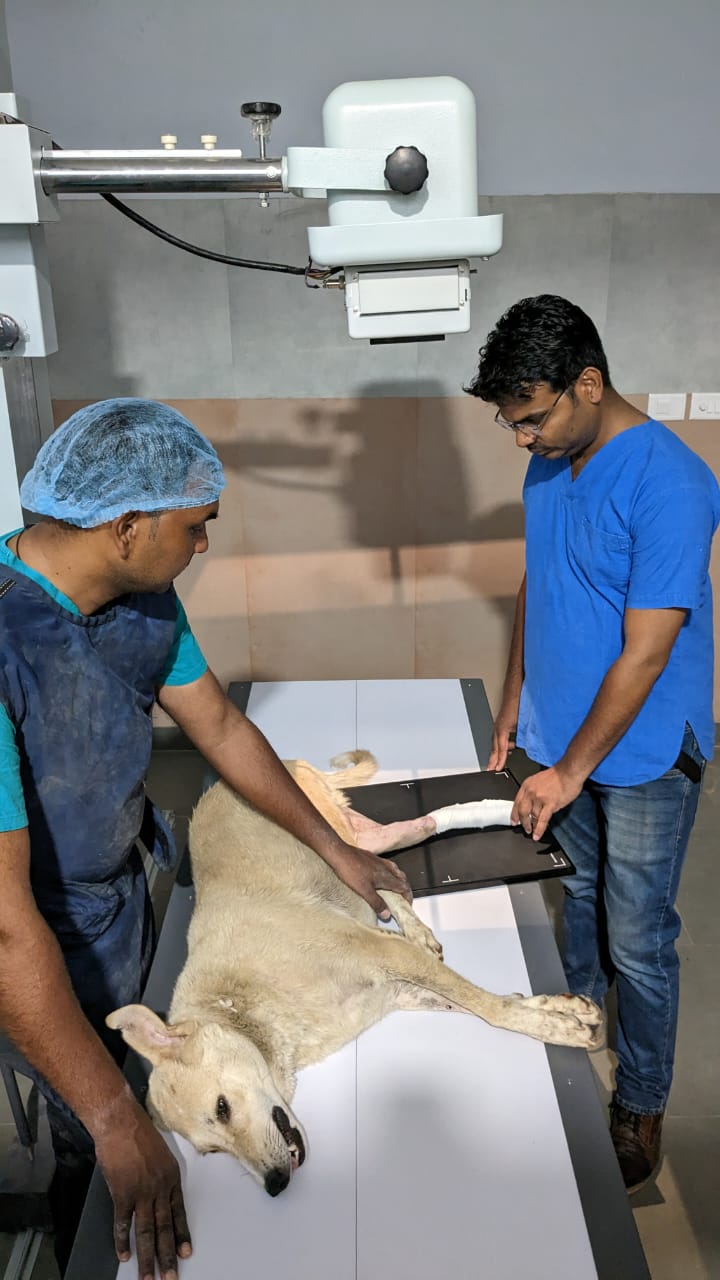 HELP IN SUFFERING OPENS ITS X-RAY AND DIAGNOSTIC CENTRE FOR ANIMALS IN JAIPUR